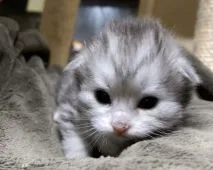 サイベリアン【大阪府・男の子・2020年4月19日・シルバータビー&ホワイト】の写真3「5月1日撮影」