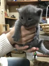 シャルトリュー【大阪府・女の子・2019年3月29日・ブルー】の写真3「4月20日撮影。1番聞かん坊です。」