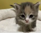 サイベリアン【大阪府・女の子・2022年10月19日・ブルーパッチドタビー&ホワイト】の写真3「11月24日撮影。甘えん坊さんです💖💖💖」