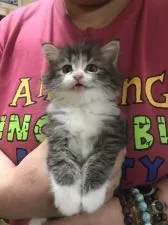 サイベリアン【大阪府・男の子・2020年4月19日・シェーデッドシルバータビー&ホワイト】の写真4「5月31日撮影。毛吹きバツグンです！！」