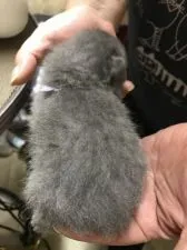 シャルトリュー【大阪府・男の子・2019年9月5日・ブルー】の写真4「プックプクです」