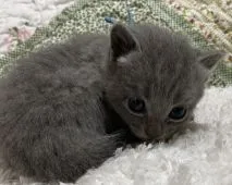 シャルトリュー【大阪府・男の子・2021年7月8日・ブルー】の写真4