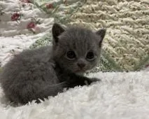 シャルトリュー【大阪府・男の子・2021年7月8日・ブルー】の写真5