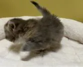 サイベリアン【大阪府・女の子・2022年10月19日・ブルーパッチドタビー&ホワイト】の写真5「11月24日撮影。体の柄です⋆⸜🧡⸝⋆」