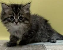 サイベリアン【大阪府・男の子・2021年9月30日・ブラウンマッカレルタビー&ホワイト】の写真5「宜しくお願いしましゅ💖」