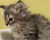 サイベリアン【大阪府・女の子・2022年5月9日・ブラウンマッカレルタビー】の写真5