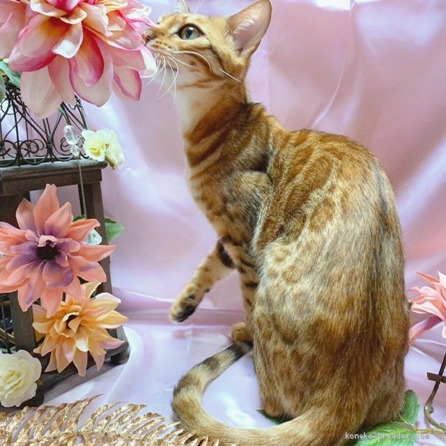 山下　和世(やました　かずよ)ブリーダー(千葉県・アメリカンショートヘアなど・TICA/CREDO/C.A.T.CREDO登録)の紹介写真2