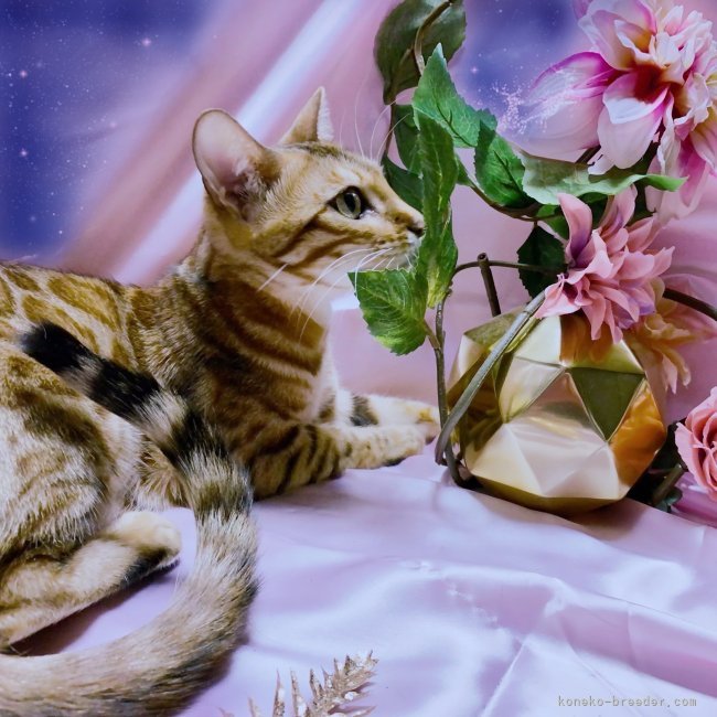 山下　和世(やました　かずよ)ブリーダー(千葉県・アメリカンショートヘアなど・TICA/CREDO/C.A.T.CREDO登録)の紹介写真3