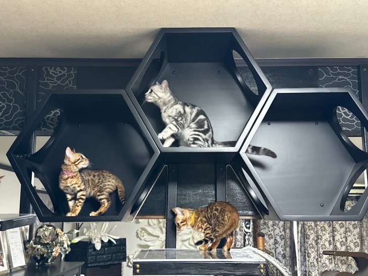 山下　和世(やました　かずよ)ブリーダー(千葉県・アメリカンショートヘアなど・TICA/CREDO/C.A.T.CREDO登録)の紹介写真4