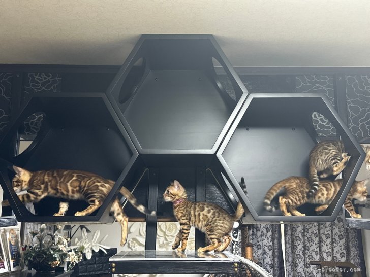 山下　和世(やました　かずよ)ブリーダー(千葉県・アメリカンショートヘアなど・TICA/CREDO/C.A.T.CREDO登録)の紹介写真5