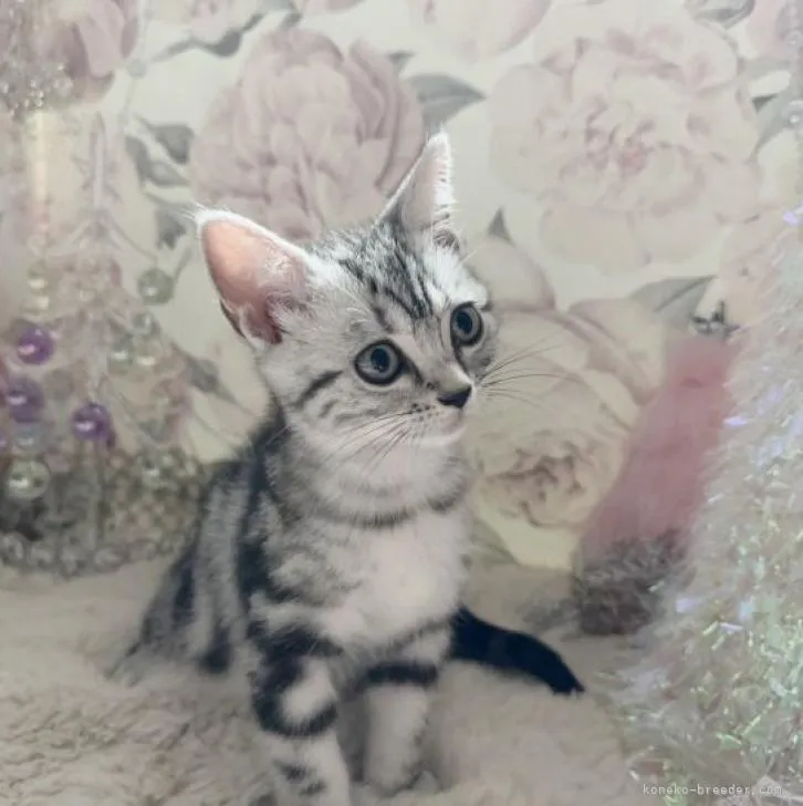 ID：2211-01778の子猫