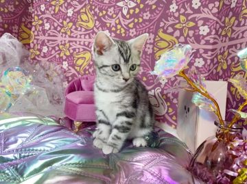 アメリカンショートヘア【千葉県・女の子・2022年1月14日・シルバータビー】の写真「※元気いっぱい美猫な女の子(`･ω･´)✩.*˚♡」