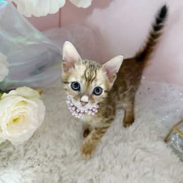ベンガル【千葉県・女の子・2024年5月3日・ブラウンスポテッドダビ-】の写真「おてんばの可愛いプリンセス♡」