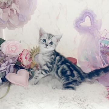 アメリカンショートヘア【千葉県・女の子・2023年1月8日・シルバータビー】の写真「※おちゃめで可愛い女の子(`･ω･´)✩.*˚♡」