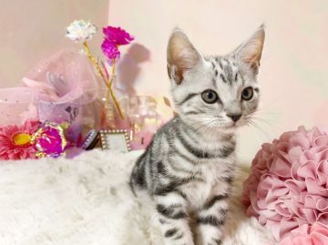 アメリカンショートヘア【千葉県・男の子・2021年11月15日・シルバータビー】の写真「※可愛い💕イケメンくん(`･ω･´)✩.*˚♡」