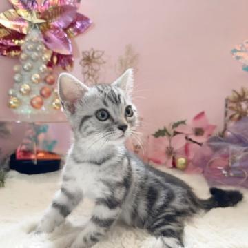 アメリカンショートヘア【千葉県・女の子・2022年9月19日・シルバータビー】の写真「※可愛い猫にゃん(`･ω･´)✩.*˚♡」