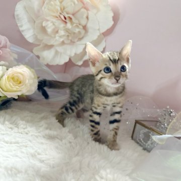 ベンガル【千葉県・男の子・2024年5月3日・ブラウンスポテッドダビ-】の写真「甘いマスクのイケメン✨」