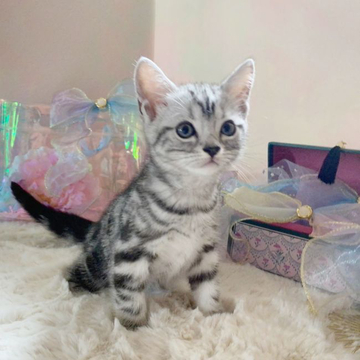 アメリカンショートヘア【千葉県・女の子・2022年9月2日・シルバータビー】の写真「※まんまるお目目にゃん(`･ω･´)✩.*˚♡」