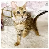 ベンガル【千葉県・女の子・2024年5月3日・ブラウンスポテッドダビ-】の写真3