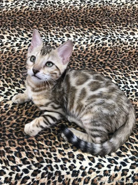 ID：1706-01281の子猫