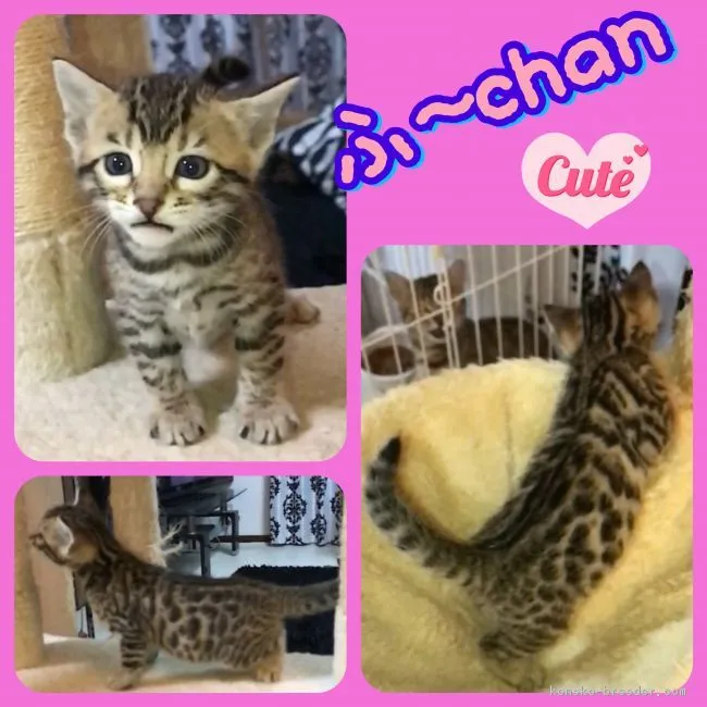 ID：1902-01238の子猫
