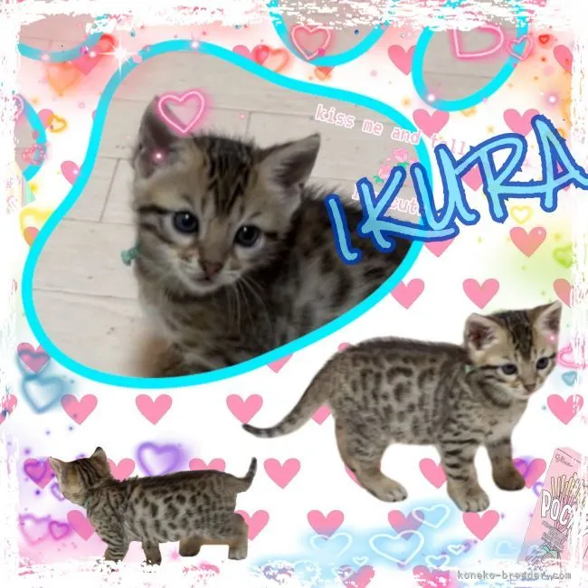 ID:2111-02373の子猫