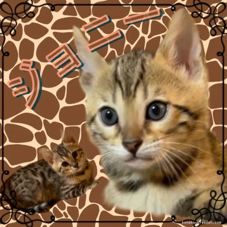ID：2304-01374の子猫