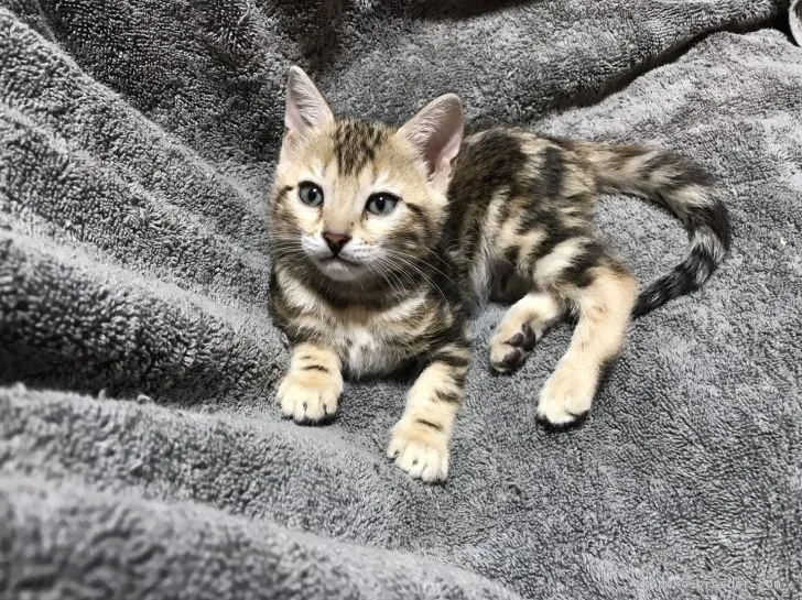 ID:1706-01278の子猫