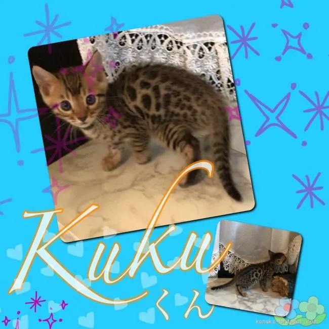 ID：1906-00181の子猫