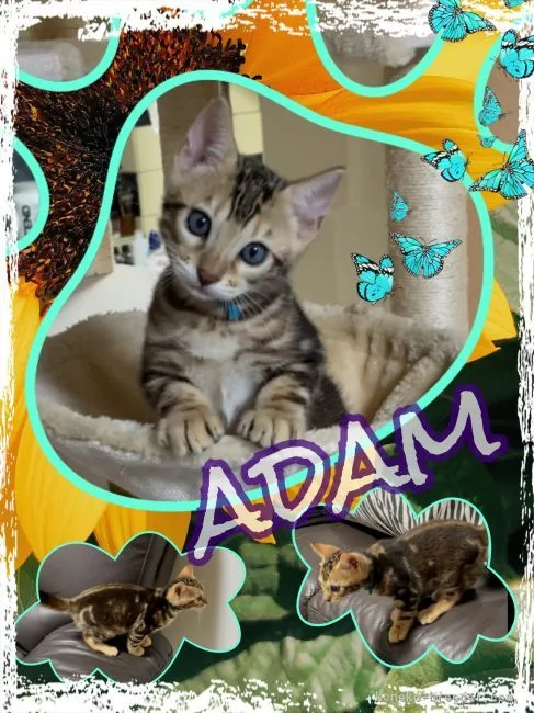 ID:2110-00820の子猫