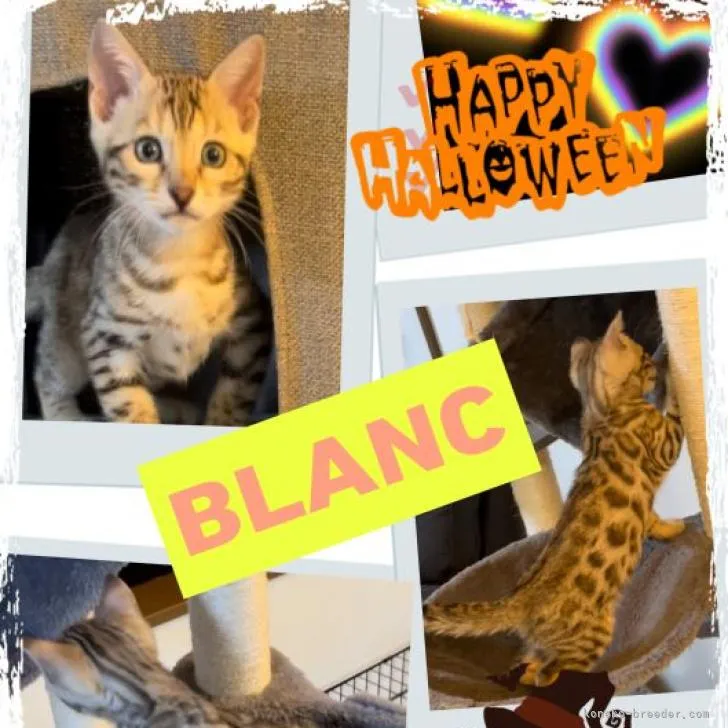 ID:2210-01024の子猫