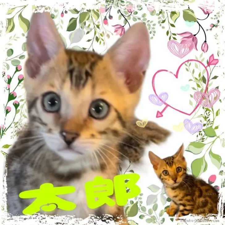 ID:2309-01998の子猫