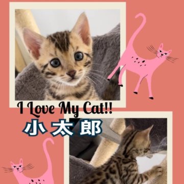 ベンガル【奈良県・男の子・2023年6月22日・ブラウンスポテッドタビー】の写真「華奢な可愛いぃ系の男の子です！」