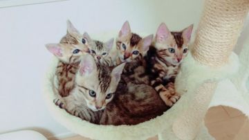 ベンガル【奈良県・女の子・2017年9月18日・ブラウンマーブルタビー】の写真「チョット！ヤンチャな別嬪さんです。」