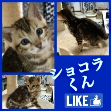 ベンガル【奈良県・男の子・2018年9月15日・ブラウンマーブルタビー】の写真「ヤンチャ野郎２号ですd(^_^o)」
