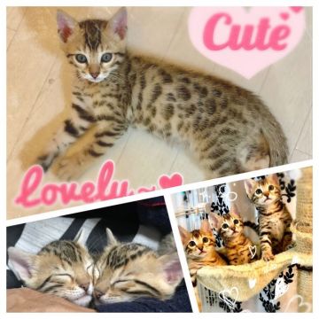 ベンガル【奈良県・男の子・2018年1月29日・ブラウンスポテッドタビー】の写真「メッチャ可愛いぃ💕Cute」