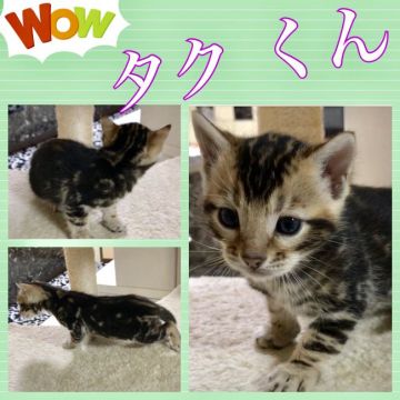 ベンガル【奈良県・男の子・2018年9月15日・ブラウンマーブルタビー】の写真「色黒(OvO)な男の子！綺麗ですよ。」