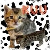 ベンガル【奈良県・男の子・2023年1月15日・ブラウンスポテッドタビー】の写真1