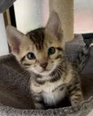 ベンガル【奈良県・男の子・2023年6月22日・ブラウンスポテッドタビー】の写真2