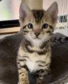 ベンガル【奈良県・男の子・2023年6月22日・ブラウンスポテッドタビー】の写真5