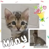 ベンガル