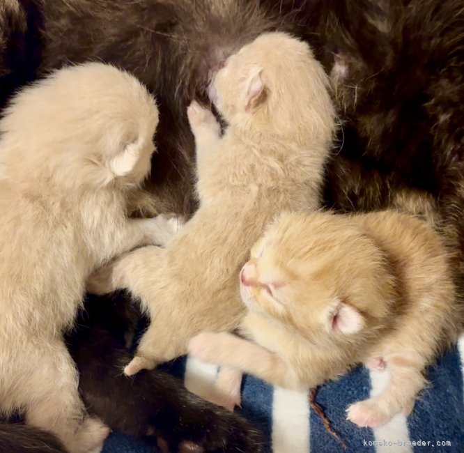 石床みさ江ブリーダーのブログ：スコティッシュフォールド•ストレートの可愛い赤ちゃん❤️