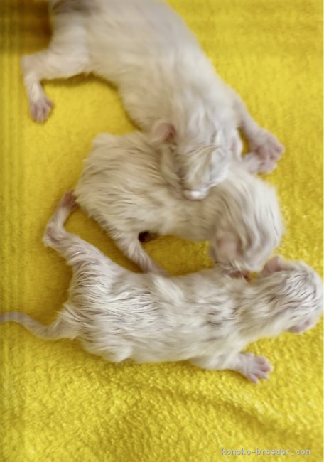 石床みさ江ブリーダーのブログ：ノルウェージャンフォレストキャットの赤ちゃん❤️