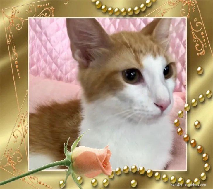 ID:1901-00894の子猫