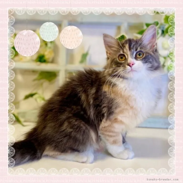 ID：2309-01801の子猫
