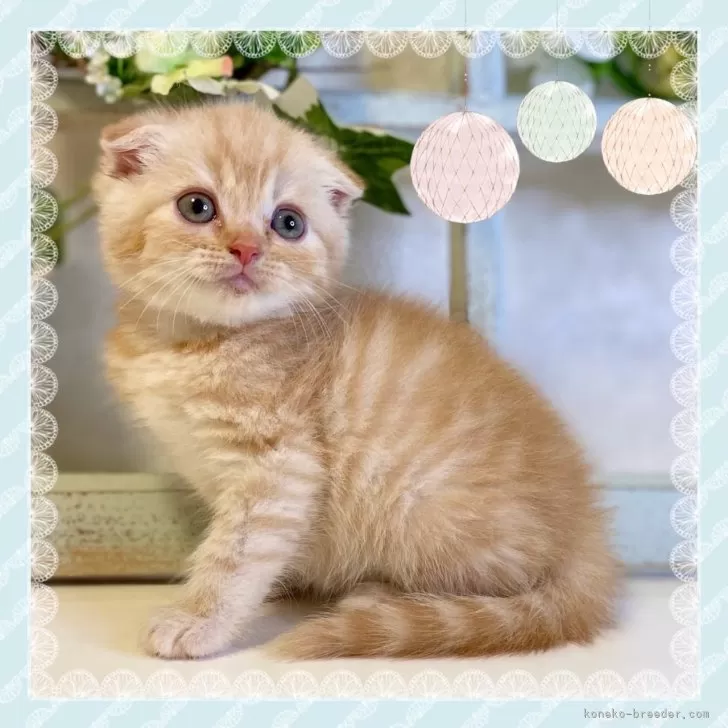 ID：2406-02131の子猫