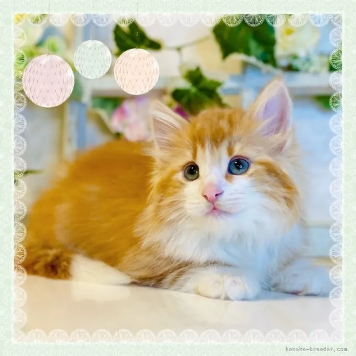 ID:2309-01803の子猫
