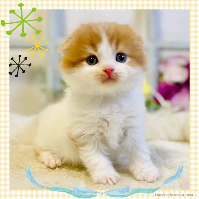 ID:2204-00879の子猫