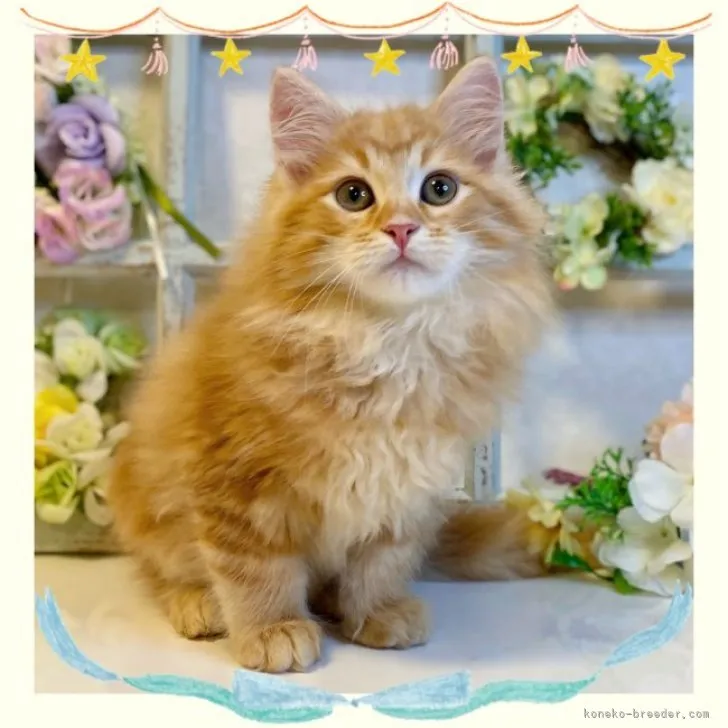 ID:2308-02015の子猫
