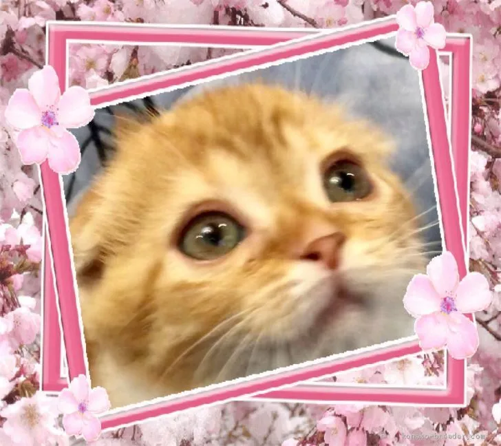 ID:1909-00753の子猫